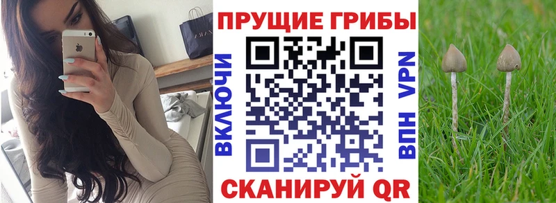 Галлюциногенные грибы Psilocybine cubensis  Сретенск 